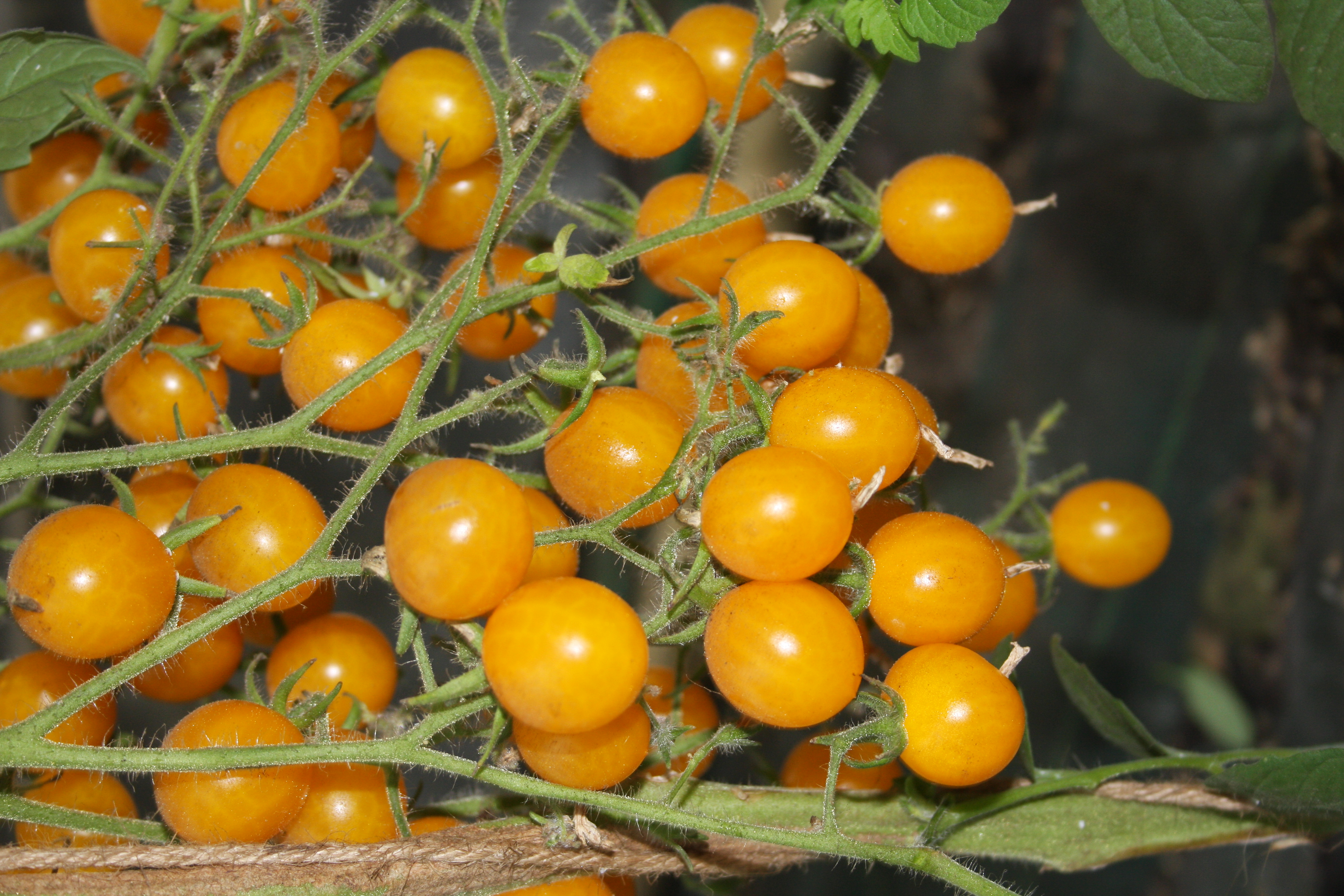 Tomat 'Clementine' (ØKO frø)